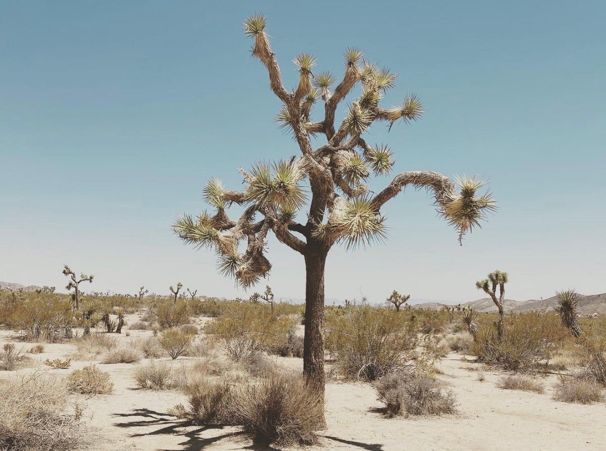 Joshua tree in the desert