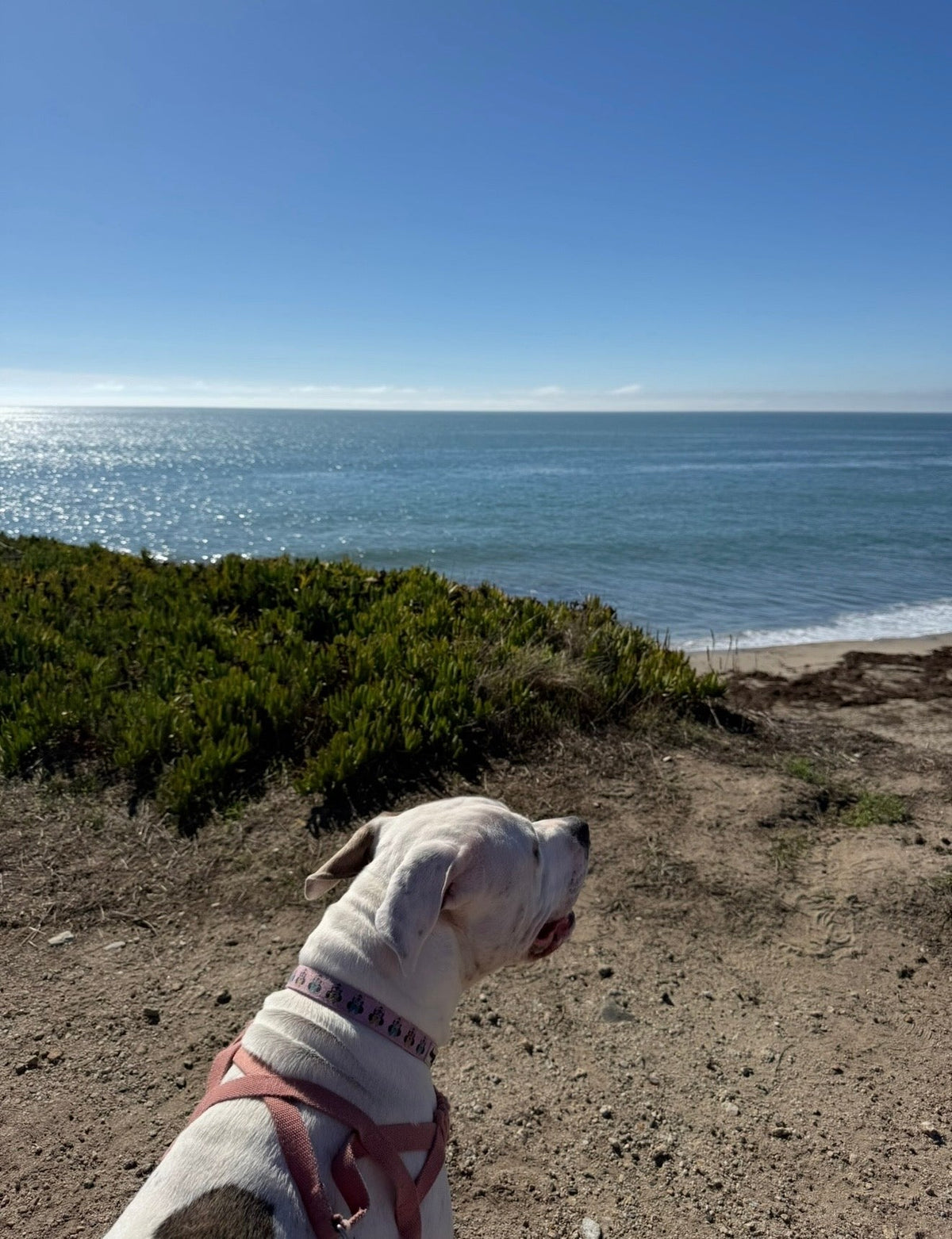Big Sur Bound